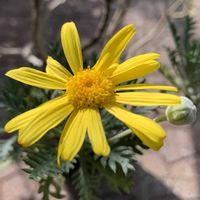 ユリオプスデージー,ユリオプス デージー,鉢植え,ガーデニング,つぼみの画像