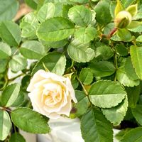 ミニバラ・グリーンアイス,ミ二バラ,ガーデニング,お花,ガーデニング初心者の画像