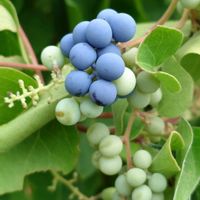 ガマズミ,サルナシ,アオツヅラフジ,今日のお花,山散策の画像