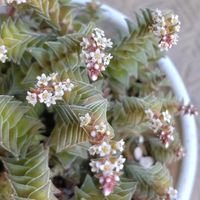 クーペリー,茜の塔,ヴォルケンシー,茜の塔の花,クラッスラ フンベルティの画像