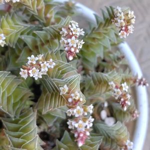 クーペリー,茜の塔,ヴォルケンシー,茜の塔の花,クラッスラ フンベルティの画像