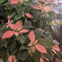 ポインセチア,観葉植物,熱帯植物,botanical life,短日処理の画像