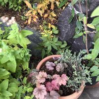 カルーナ,ミツバシモツケ,レモンマートル,ユーパトリウム,ヒューケラ　ジョージアピーチの画像