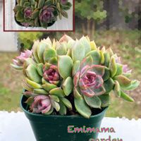 トップシータービー,スプレンダー,トップスプレンダー,ブルーベリージャム,マドンナの画像