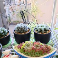 エケベリア,多肉植物,観葉植物,塊根植物,寄植えの画像