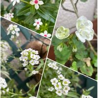 アリッサム,キキョウ,ストック,ゼラニウム,ユーフォルビア・ダイヤモンドフロストの画像