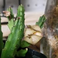 スタペリア,ガガイモ,スタペリア・ディバリカータ,スタペリア・ディバリカータ,ガガイモ科の画像