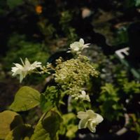 ハクチョウゲ,バラ,葉牡丹,山紫陽花　スターバスト,繋がりに感謝✨の画像