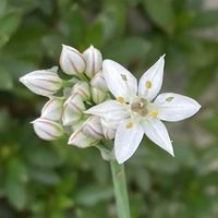 ニラ,お出かけ先にての画像