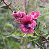 クフェア,クフェア,ミニバラ・スイートチャリオット,ミニバラ・スイートチャリオット,ギョリュウバイの画像