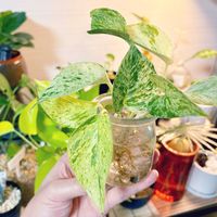 ポトス,ポトスマーブルクイーン,成長記録,新入りさん,成長中の画像