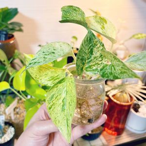 ポトス,ポトスマーブルクイーン,成長記録,新入りさん,成長中の画像