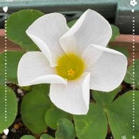 オキザリス,コスモス,ニチニチソウ,マトリカリア,ガーデンシクラメンの画像