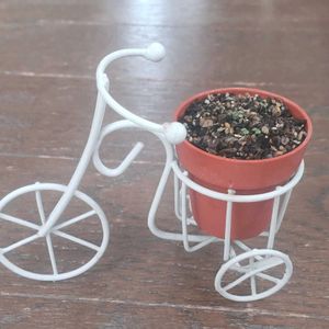 ピレア グロボーサ,露鏡,多肉植物,実生,こぼれ種の画像