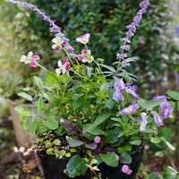 ビオラ,パイナップルミント,アジュガ　チョコレートチップ,斑入りワイヤープランツ スポットライト,ボリゴナムの画像