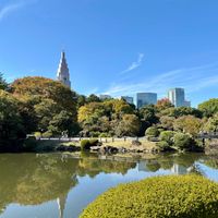 ユッカ,プラタナス,キミガヨラン,新宿御苑,大きな木の画像