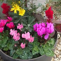 ユリオプスデージー,ユリオプスデージー,ガーデンシクラメン,ガーデンシクラメン,季節の寄せ植えの画像