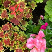 アイビーゼラニウム,アイビーゼラニウム,ゼラニウム,ゼラニウム,センテッドゼラニウムの画像