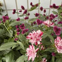 ワレモコウ,小菊,ワレモコウ（吾亦紅）,寄植え,ベランダガーデニングの画像