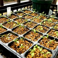 ニゲラ,ベランダの画像