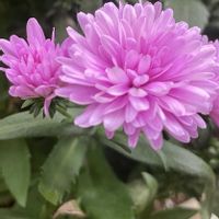 アスター ミステリーレディ（八重咲き）,多肉植物,観葉植物,ガーデニング,フローラマム スプレンディッドの画像