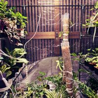 カラテア,アロカシア,フィロデンドロン・フロリダビューティー,観葉植物,まだまだ初心者の画像