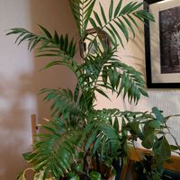 テーブルヤシ,ポトス,観葉植物,わが家の観葉植物❢,多様性を愛する会の画像