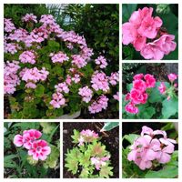 アイビーゼラニウム,ゼラニウム,ゼラニウム,ゼラニウム,センテッドゼラニウムの画像