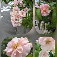 ソテツ,バラ,ブーゲンビリア,ヘチマ,リンドウの画像