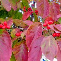 ハナミズキ,花水木の実,紅葉（こうよう）,真っ赤な実,ご近所散歩の画像