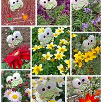 ビデンス,ビデンス ゴールデンエンパイア,ビデンス  キャンプファイヤー,ステキ☆,癒し…♡の画像