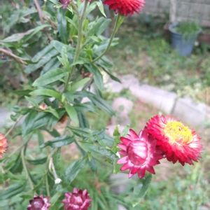 ムギワラギク,放置栽培,種から育てる,お花のある暮らし,庭に咲くお花たちの画像