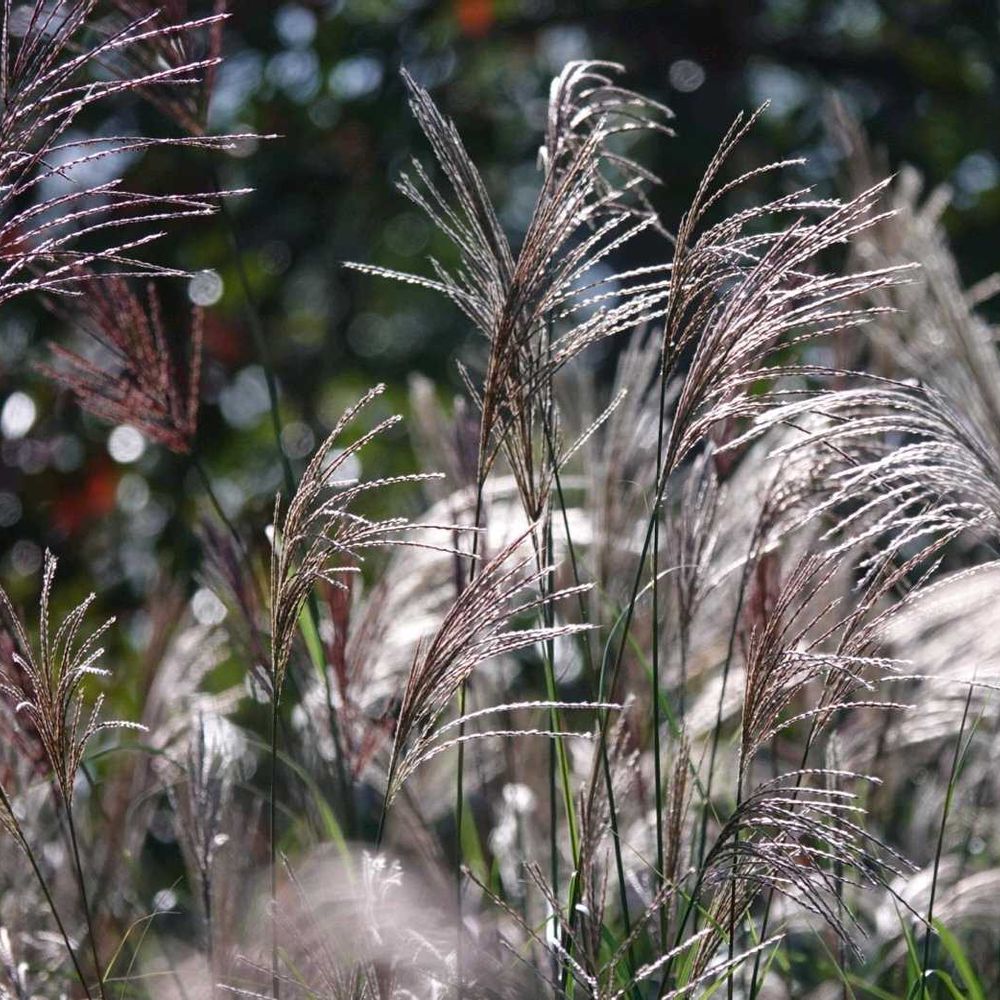 serendipityrumiさんの金沢区への投稿