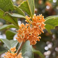 アセビ,ビワ,ツルウメモドキ,金木犀,スーパームーンの画像