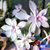 桜月,グラプトペタルム 桜月,グラプトペタルム,植物男子ベランダー,グラプトペタルム属の画像