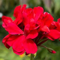 アイビーゼラニウム,ゼラニウム,テンジクアオイ,赤い花,いい香りの画像