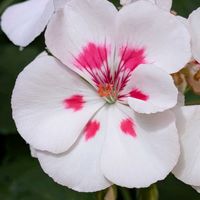 ゲラニウム,ゼラニウム,ニオイバンマツリ,ブルンフェルシア,常緑低木の画像