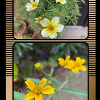 超古民家と庭,里地里山,おうち園芸,I♡Chiba,広い庭の画像