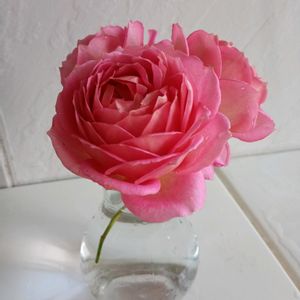 芝生,ジュビリーセレブレーション,センチメンタル,メルヘンツァウバー,ザセレスティアルの画像