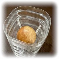 アボカド,かわいい,窓際,癒し,種からの画像