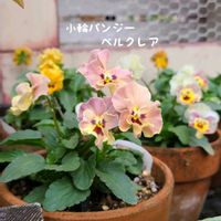 パンジー,今庭,ガーデニング,ナチュラルガーデン,お庭の画像