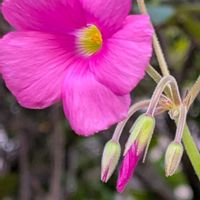 フジバカマ,オキザリス ボーウィー (ハナカタバミ),フジバカマ（藤袴）,マユハケオモト(眉刷毛万年青),トラディスカンティアシラモンタナ白雪姫の画像