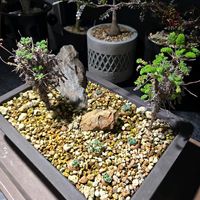 オトンナ・カカリオイデス,ペラルゴニウム オレオフィルム,塊根植物,実生,種子から育てるの画像