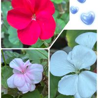 ブルーデージー,マイガーデン,今日のお花,6日はカエルの日の画像