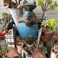 多肉植物,ありがとう❤️,多肉女子,繋がりに感謝✨,ムッチリぷくぷくの日の画像