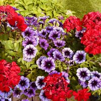 ゼラニウム,ゼラニウム,ゼラニウム,ゼラニウム,ゼラニウムの画像