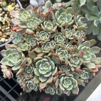 多肉植物 寄せ植え,夕波,ミックスべリア ひなまつり,ピュアラブ,緑爪の画像