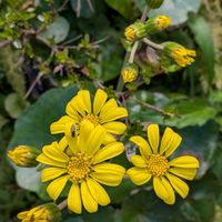 山野草,スマホ撮影,広い庭の画像