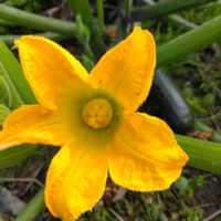 ズッキーニの画像