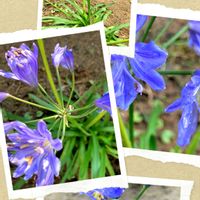 アガパンサス,緑大好き♡,庭の画像